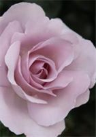Craquez pour le rosier rose synactif by Shiseido - Delbard