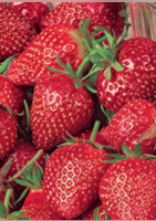 Offre spécial Fraisiers ! Des fraises gourmandes et parfumées - Delbard